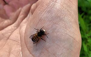 Eine Wildbiene sitzt friedlich auf Nina Spiegels Hand: Ein Männchen der Art &bdquo;Rote Mauerbiene&ldquo; (osmia bicornis).