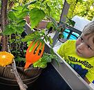 Mattis (5) staunt, wie aus der Raupe ein Schmetterling wurde &ndash; hier hat er die Flügel eingeklappt und ist gut getarnt. Die Außenseite seiner Flügel ist dunkel, nur die Innenseite zeigt das markante Farbmuster.