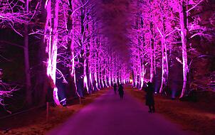 Metasequoia-Allee.