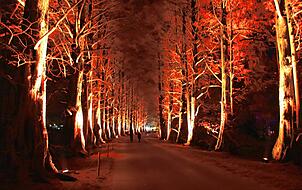 Metasequoia-Allee.