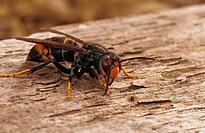 Die Asiatische Hornisse gilt als invasive Art, ihre Stiche sind deutlich schmerzhafter als die heimischer Insekten.