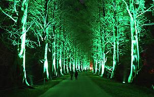Metasequoia-Allee.