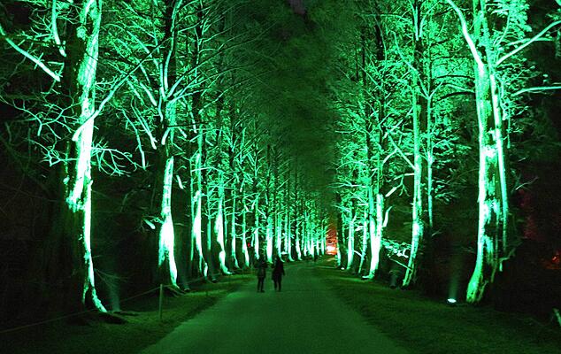 Metasequoia-Allee.