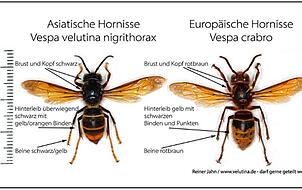 Vergleich der Asiatischen Hornisse (links) mit der heimischen und geschützten Europäischen Hornisse (rechts).