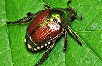 Er macht den Beh&ouml;rden derzeit Kopfzerbrechen: der Japank&auml;fer