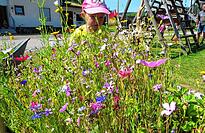 Der kleine Oskar ist fasziniert vom Treiben der Insekten in dieser Blumenwiese. Z&auml;hlung und Bestimmung mit der App &bdquo;iNaturalist&ldquo; macht Beobachtungen f&uuml;r alle Altersgruppen leicht.