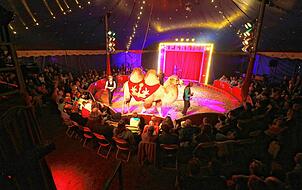 In der Manege im Weihnachtscircus Jan Sperlich treten auch Tiere auf. Neben einem Kamel und Lamas gibt es noch Pferde und Hunde.