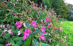 Indisches Springkraut.