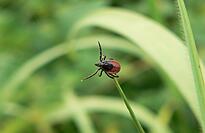 Hier sitzt eine Zecke, die auf Nahrungssuche ist. Der braunfarbige K&ouml;rper kann sich um ein Vielfaches vergr&ouml;&szlig;ern. Bild: Parasitenportal.de