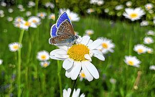Bunte Schmetterlinge fliegen durch unsere Gärten: Hier ein so genannter &bdquo;Himmelsvogel&ldquo; (Lysandra Bellargus).